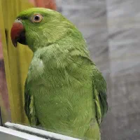 جوجه ملنگوی نر|پرنده|تهران, حکیمیه|دیوار
