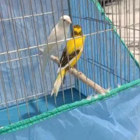 قناری نر ابلغ بخون|پرنده|قم, نیروگاه|دیوار