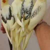 عروس هلندی