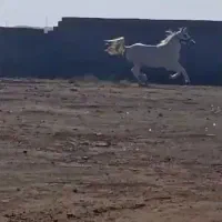 اسب مادیون|اسب و تجهیزات اسبسواری|بندر گناوه, |دیوار