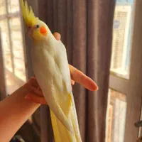 عروس هلندی تازه دونه خور لوتینو و عروسک فول رام|پرنده|شیراز, شهرک امام حسن|دیوار