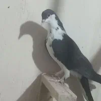کفتر .کرباتی.کرمونی|پرنده|تربت‌حیدریه, منظر|دیوار