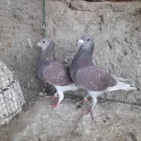 دو جفت بور و لایی