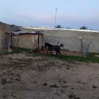 کره اسب نر ترکی