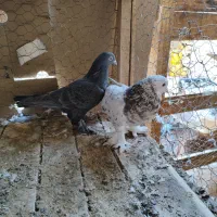 کبوتر ترکیه وارداتی بازی دار|پرنده|شهرکرد, |دیوار