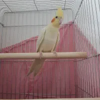 پرنده فروشی|پرنده|ماهدشت, |دیوار