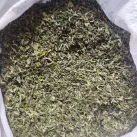 شنبلیله