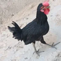 خروس