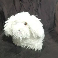 عروسک