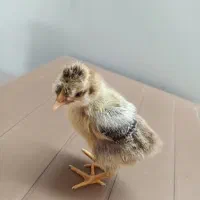 جوجه مرغ