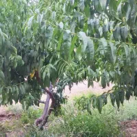 فروش باغ وایقان شبستر جاده گاز شرفتین