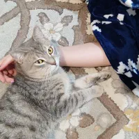 واگذاری گربه|گربه|ساری, |دیوار