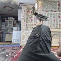 مینا۸ماه فقدسلام|پرنده|شادگان, |دیوار