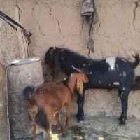 نر بز