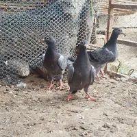 سه عدد جوجه آلمانی