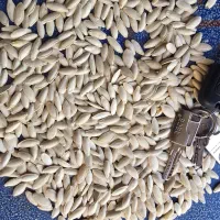 کدو زبان ماری