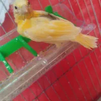 قناری پرتغالی