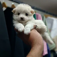 واگزاری فانتزی