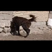 قدرجونی|سگ|اهواز, زیتون کارگری|دیوار