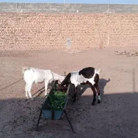 دوراس یکساله جنس دار|حیوانات مزرعه|تربت جام, کاریز نو سفلی|دیوار