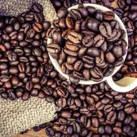تولید و پخش دان قهوه باکیفیت بالا و قیمت رقابتی