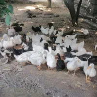 اردک محلی و خارجی