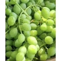 انگور درجه یک و ابدار مناسب ابغوره