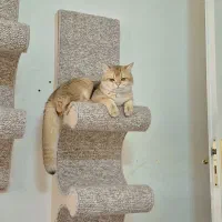 جفت گیری و جفت یابی گربه بریتیش|گربه|تهران, مرزداران|دیوار