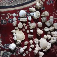 فسیل کلاسیک
