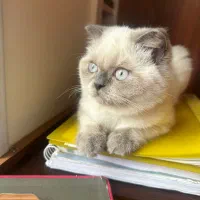 گربه بریتیش فولد ماده اماده جفت گیری