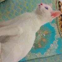 گربه|گربه|یزد, |دیوار