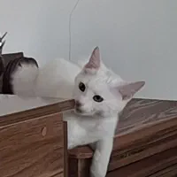 پیشی رایگان