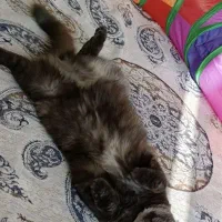 گربه خانگی|گربه|مهاباد (آذربایجان غربی), |دیوار