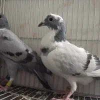 فروشی تعدادی کفتر|پرنده|بیرجند, |دیوار