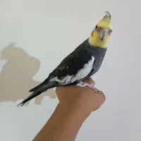 عروس هلندی سخنگو