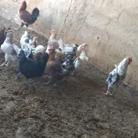 تخم مرغ گلین نطفه دار