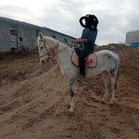 مادیان ترکمن نه ساله