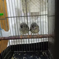 فنج لپ سیاه