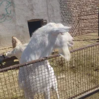 نری سانن