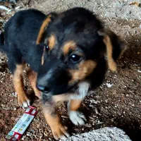 توله سگ رایگان