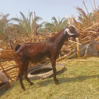 یک نری رشتی چاق چاق جوان مناسب کشتن نذر و مالداری