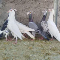 کاریر تعداد|پرنده|اصفهان, ارغوانیه|دیوار