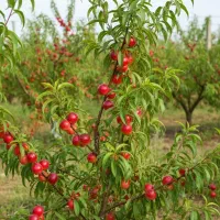 نهال زردآلو شاهرودی،انتخاب ممتاز باغداران اقتصادی|خدمات باغبانی و درختکاری|آباده, |دیوار
