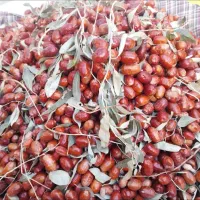 سنجد تازه امسال نرم و رسیده|خوردنی و آشامیدنی|خوی, |دیوار