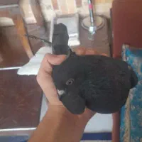 ماده زاغ دمسفید