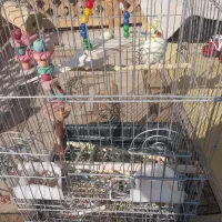 عروس هلندی زعفرانی|پرنده|فردیس, قریشی|دیوار