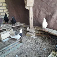 کبوتر برای فروش|پرنده|شادگان, |دیوار