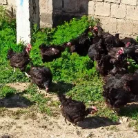 مرغ محلی تخمگذار مشکی