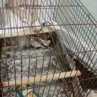 فنج آماده|پرنده|کاشان, فاز ۲ ناجی آباد|دیوار