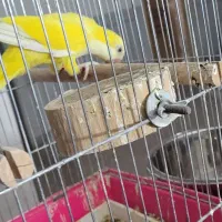 راهب نر زرد کارداده